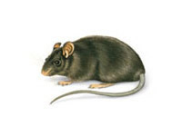 �at� S��an�