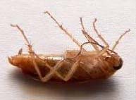 kalorifer b�ce�i